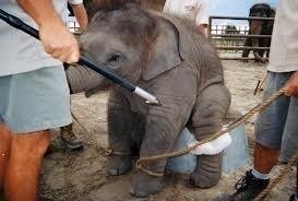Image result for circus abusing animals