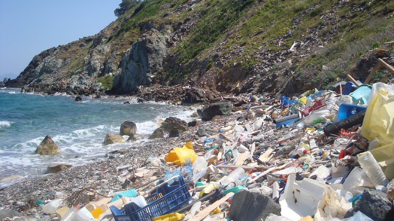 Petition · Eliminate Styrofoam Usage in King County United States