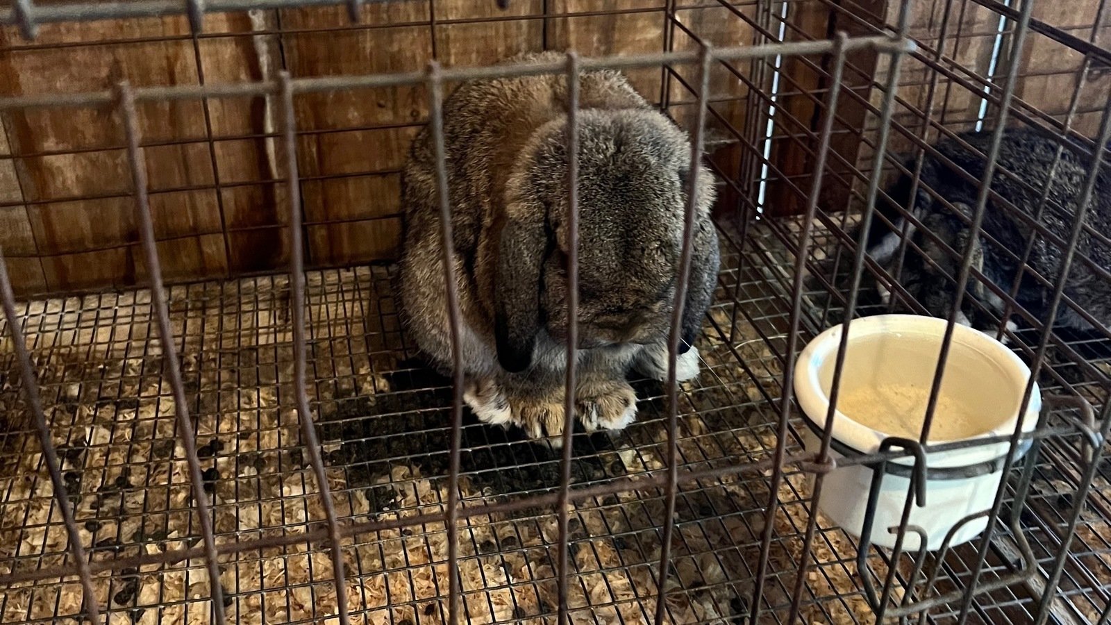 Petition · Shut Down Massachusetts Rabbit Breeder United States