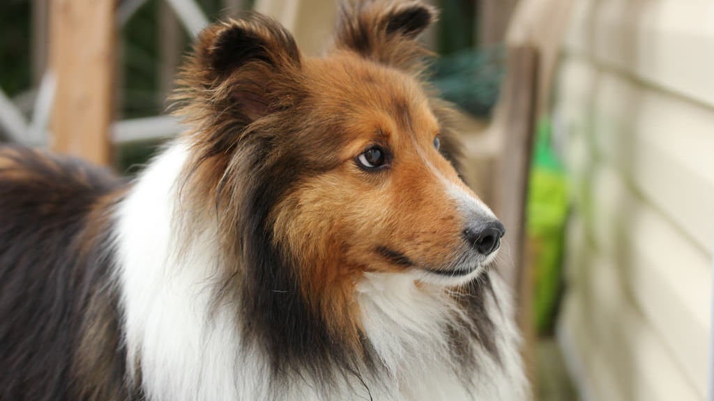 Are Shock Collars Good For Rough Collies