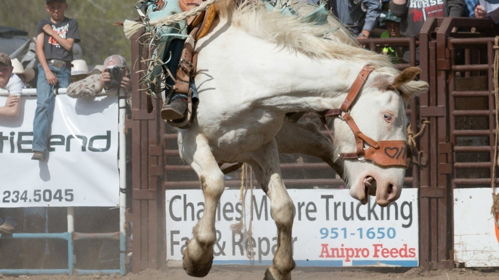 Petition · Ban rodeos in Kentucky to protect animal welfare - United ...