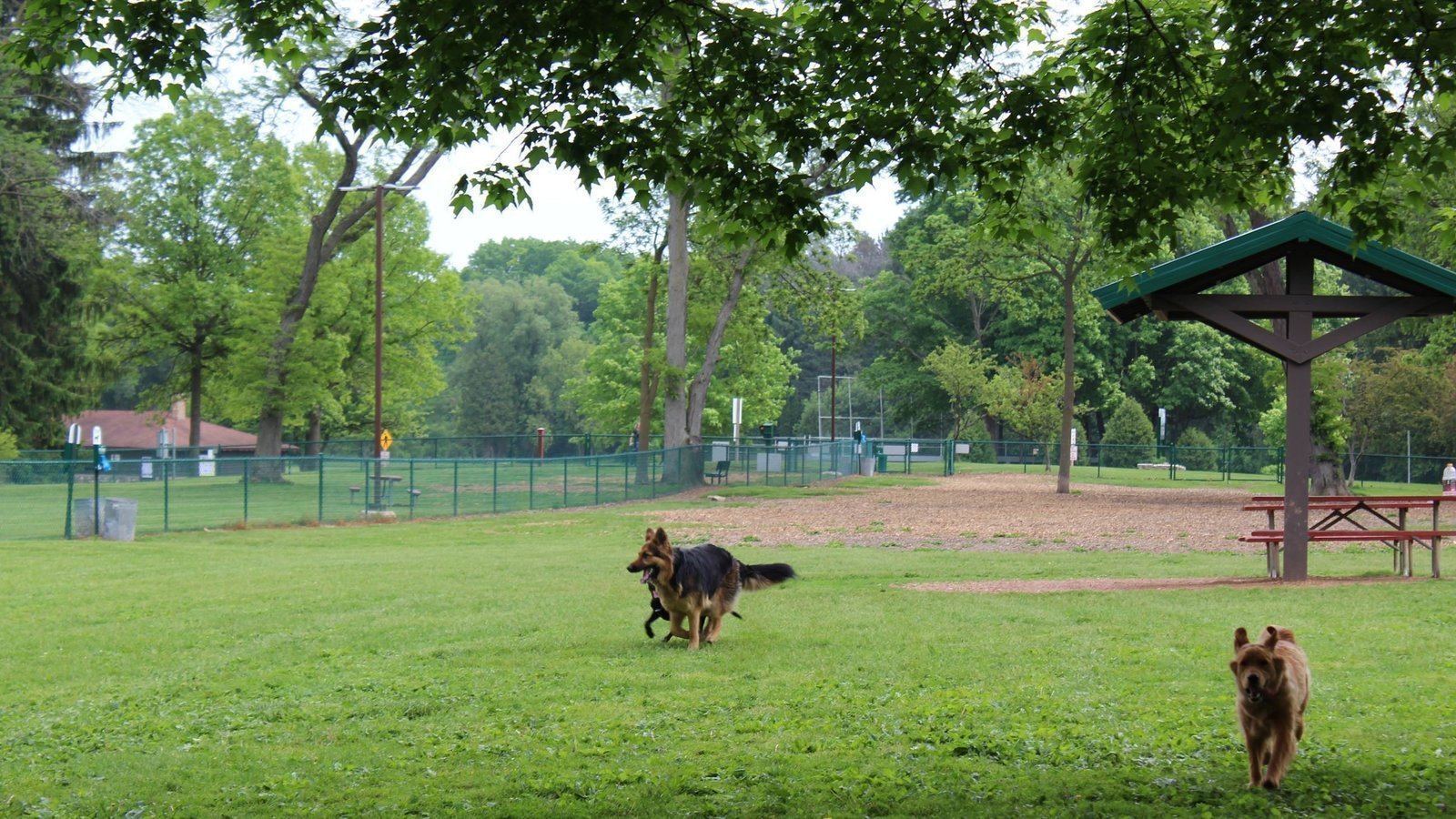 Petition · Dog Park Paola ·