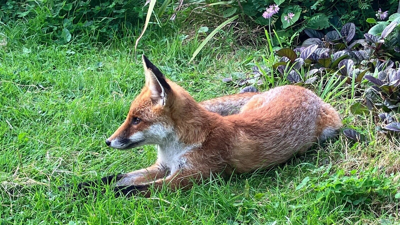 Petition · Make Shooting of Foxes with Air Guns a Criminal Offence