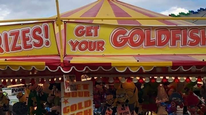 Petition · Stop Funfairs giving away goldfish - United Kingdom · Change.org