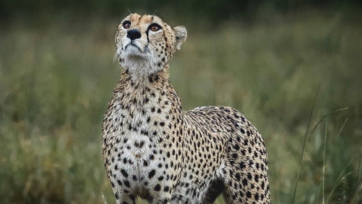 Eight Cheetahs Petition update · “RENEWED CONCERNS ABOUT PROJECT’S VIABILITY AS EIGHT ...
