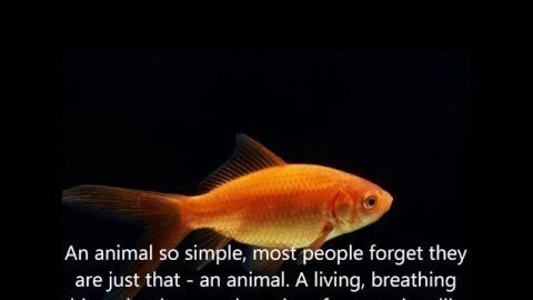Petition People For The Ethical Treatment Of Animals Peta