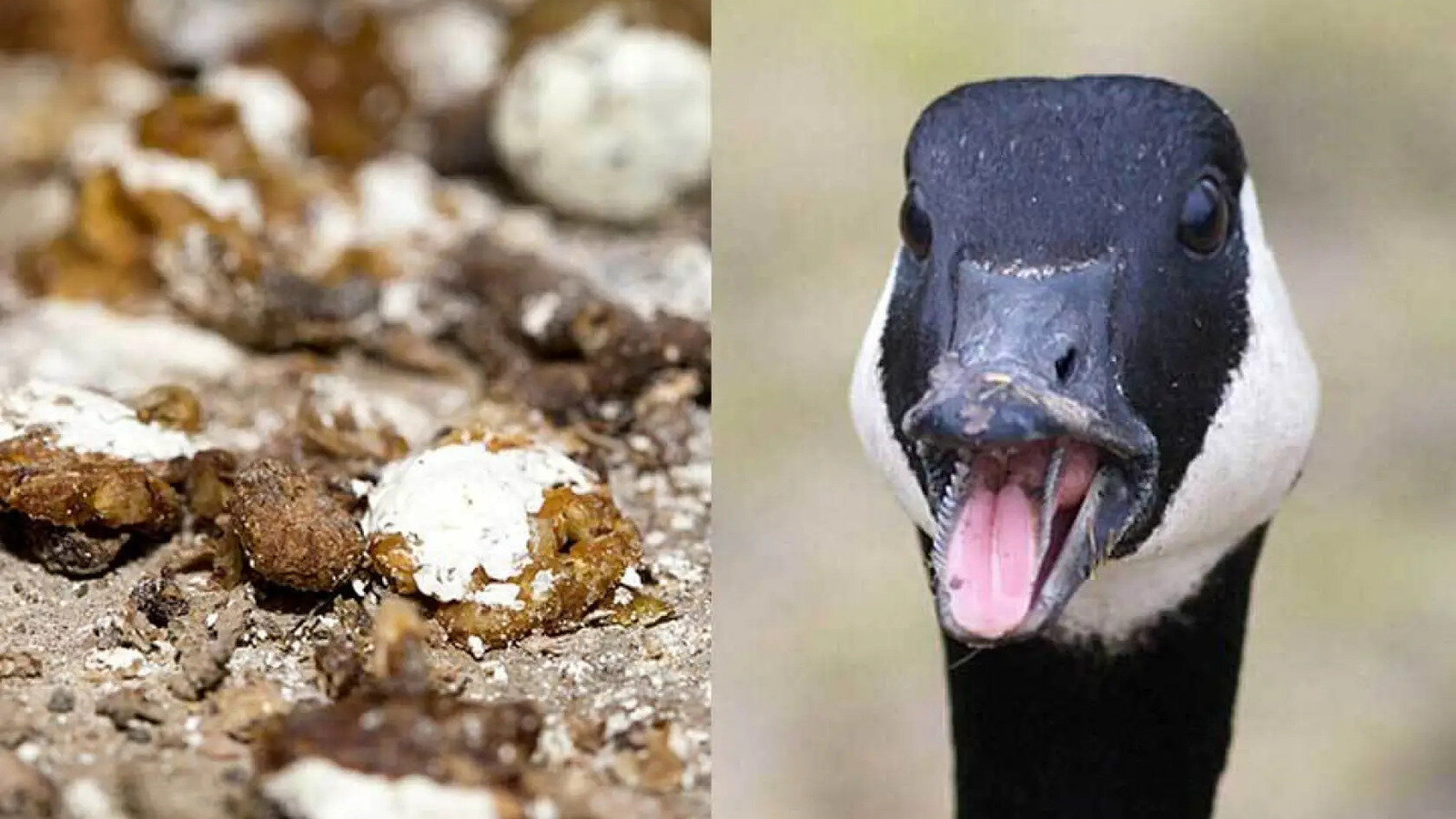 Michigan Poop Petition · Clean Up the Goose Poop on Lake Michigan College Campus ...