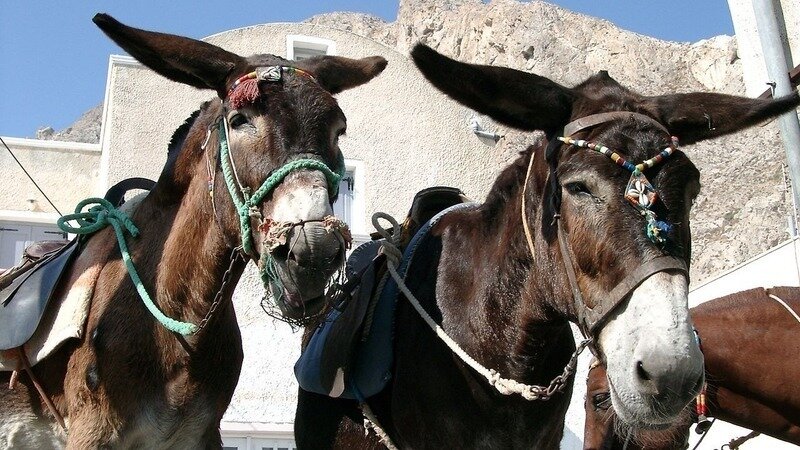Fermare lo sfruttamento degli asini in Grecia
