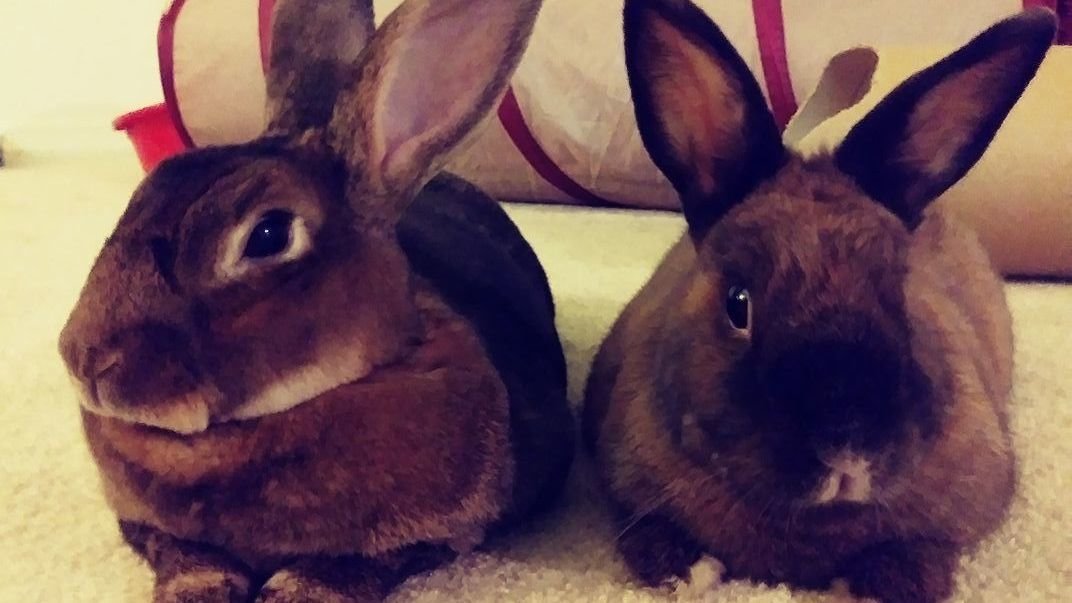 Petition · Thrifty Produce Please Stop Selling Rabbit Meat in Your