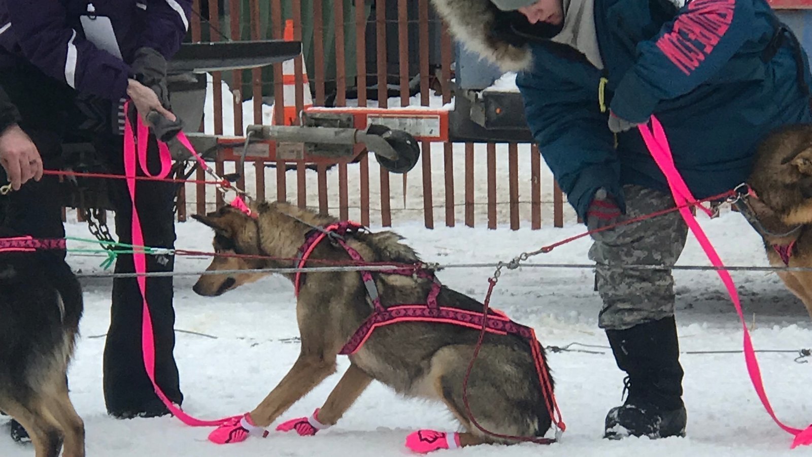 Petition · Alaska Airlines Stop Abusing Dogs for Sport United States
