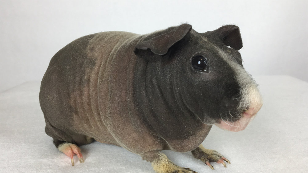 Petition · HELP ALANA GET HER HAIRLESS GUINEA PIG ·