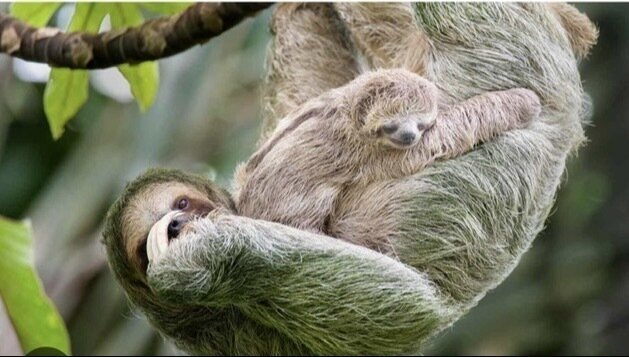 Petition · Enhance Conservation Efforts for Pygmy Sloths - United