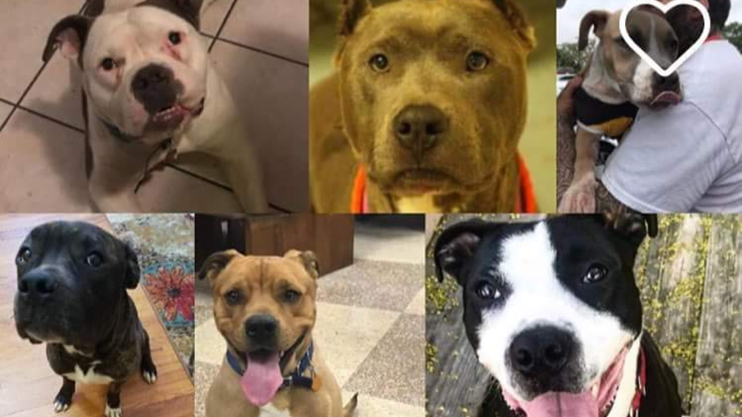 Petition · Save Philly Bully Team ·