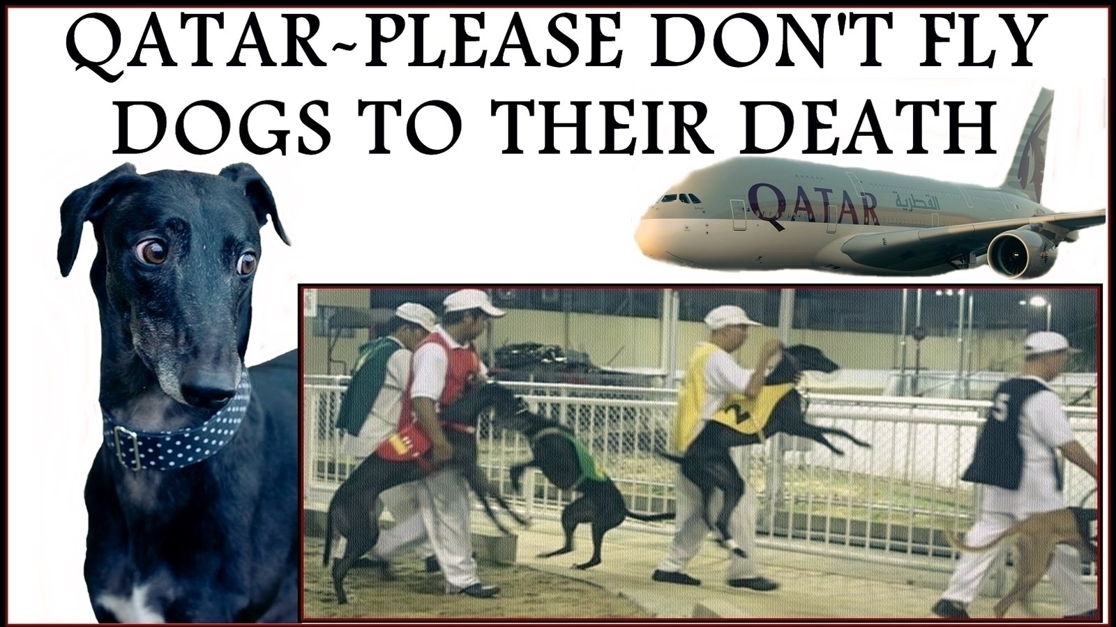Petition · QATAR AIRLINES STOP TRANSPORTING GREYHOUNDS TO CHINA