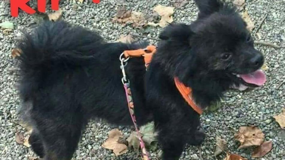 Petition stop animal friends pittsburgh from euthanizing dogs with