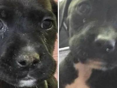 pet store near wegmans