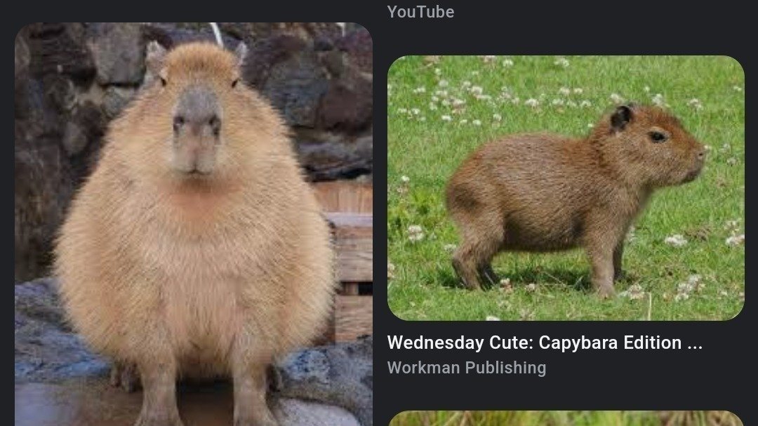 Petition Bring Capybaras To Build a Bear Canada Change Petition bring capybaras to build a bear canada change