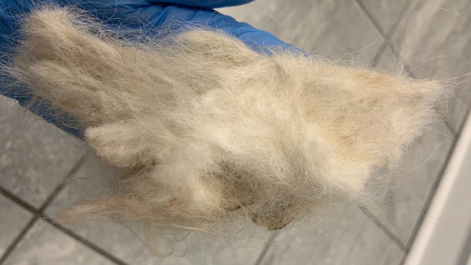 Petition · Make Pet Grooming an Essential Service in Ontario. Niagara