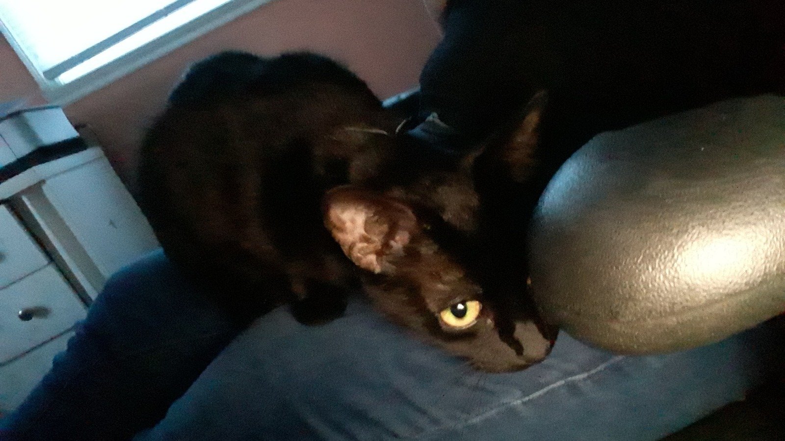 Petition · Help me convince my mother to bring my cat to the vet