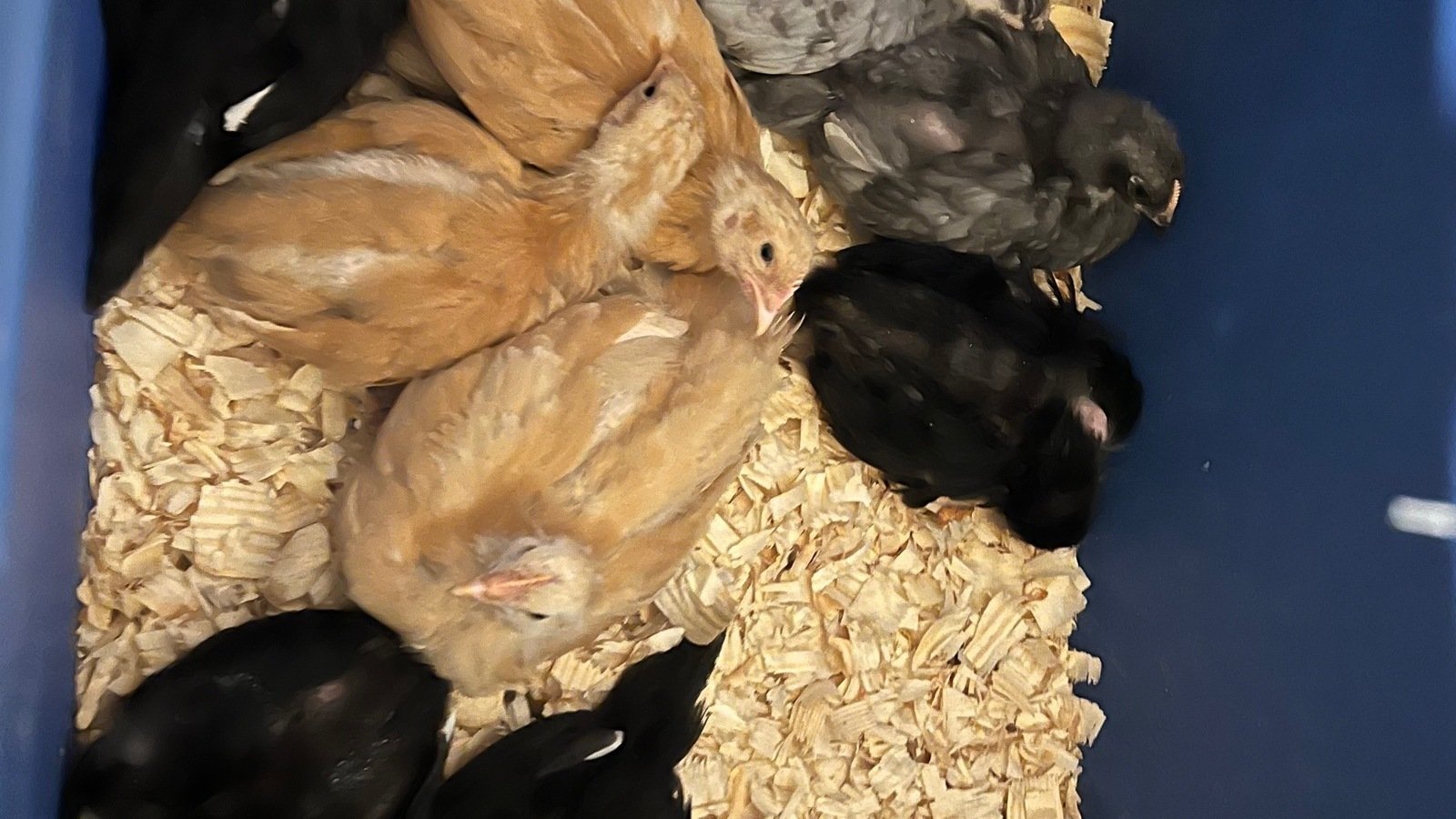 Petition · Allowance of Chickens in Neighborhood ·