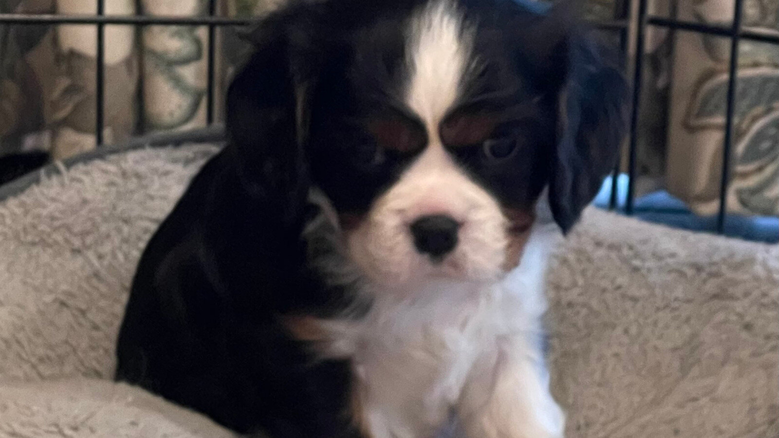 Petition · A dog registration fee of 188 in Masterton is too high