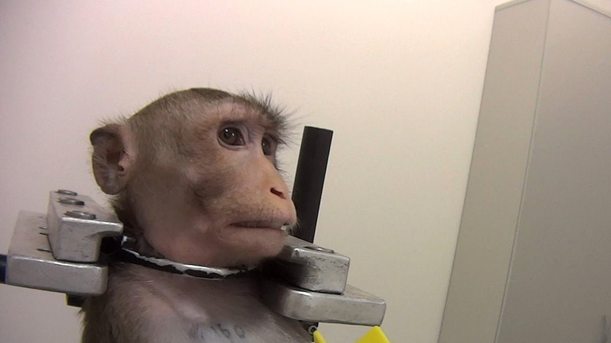 Petition Stop Animal Testing In Cosmetics Change