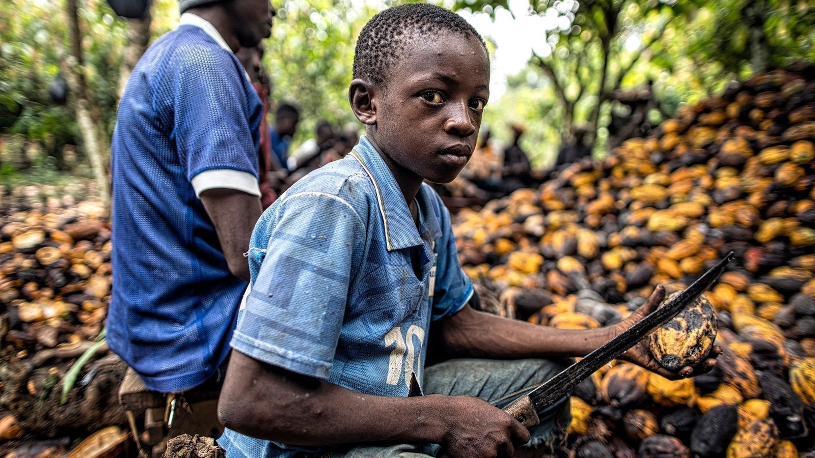 petition-raise-the-salaries-of-impoverished-cocoa-farmers-in-the