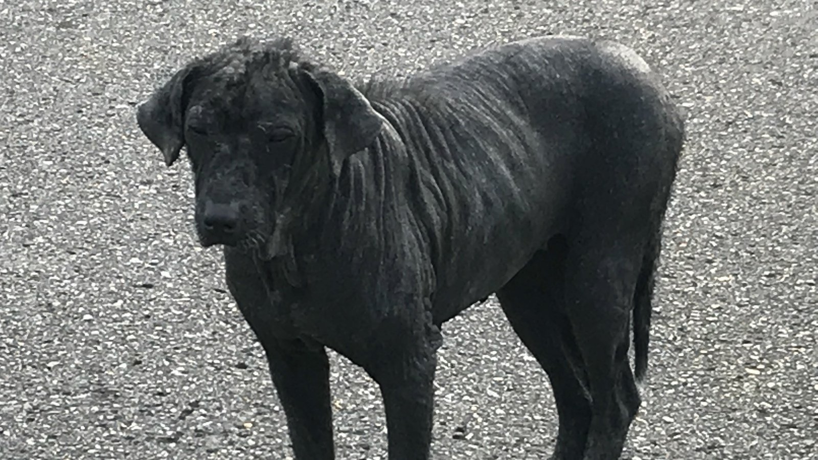 Petition · Animal Shelter for Lamar County United States ·