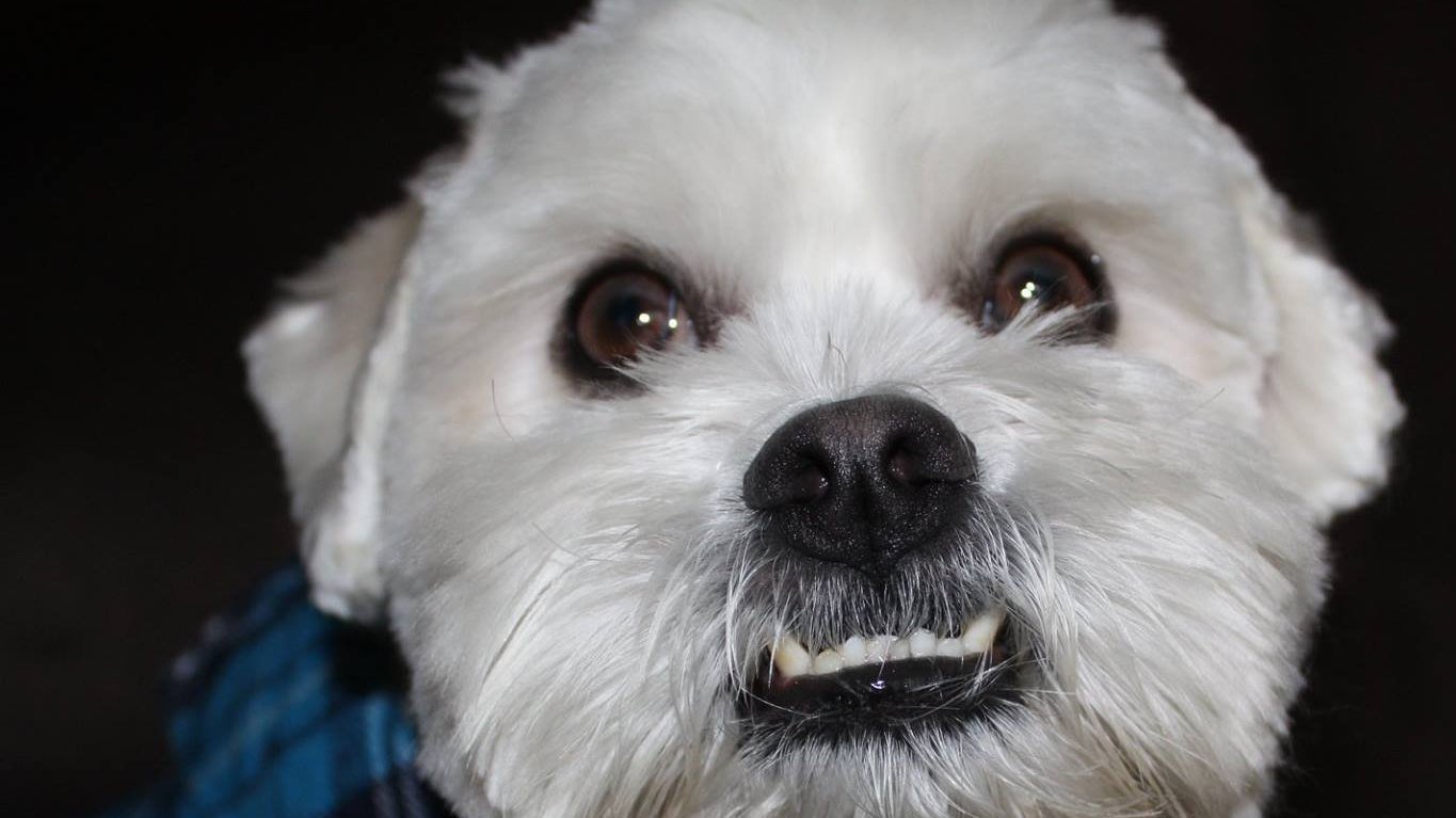 Petition · Make Pet Groomers Essential Business ·