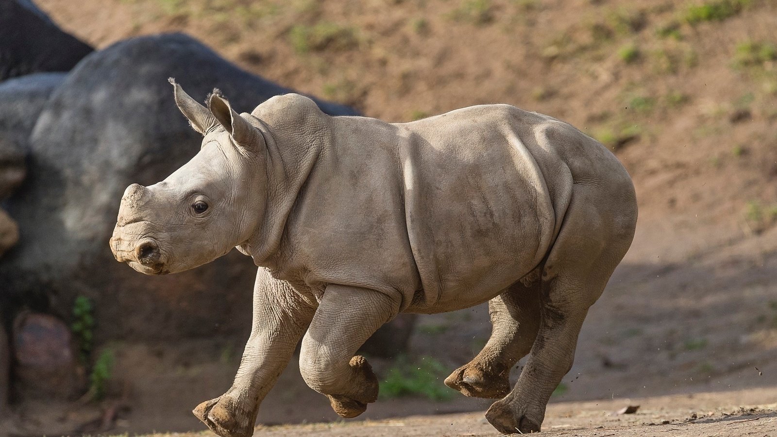 Petition Stop The Poaching Of Rhinos Change