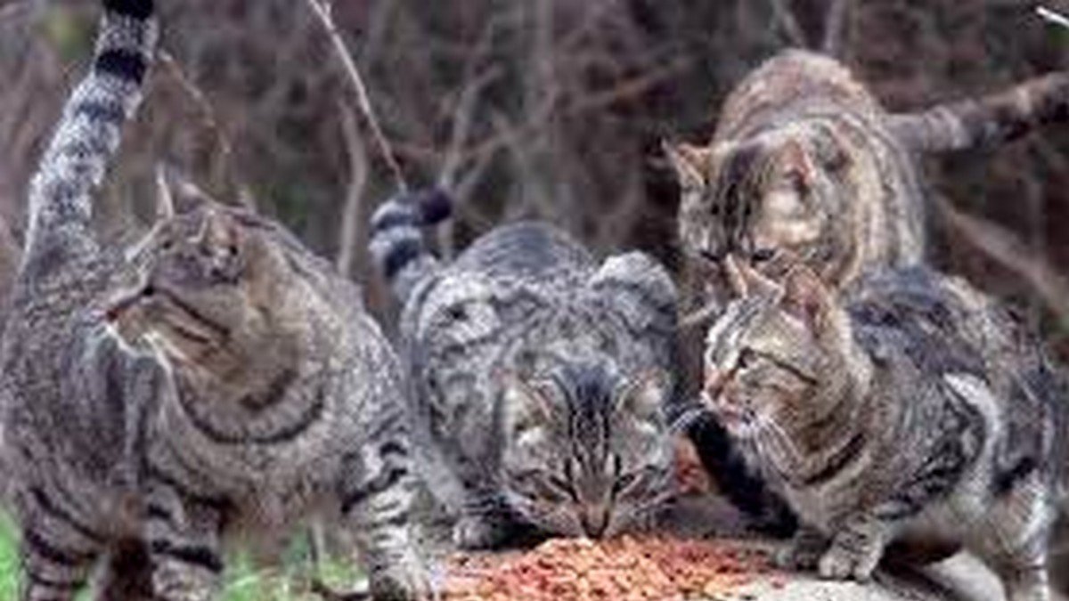 Petition · STOP THE CATCHING AND KILLING OF FERAL CATS United States