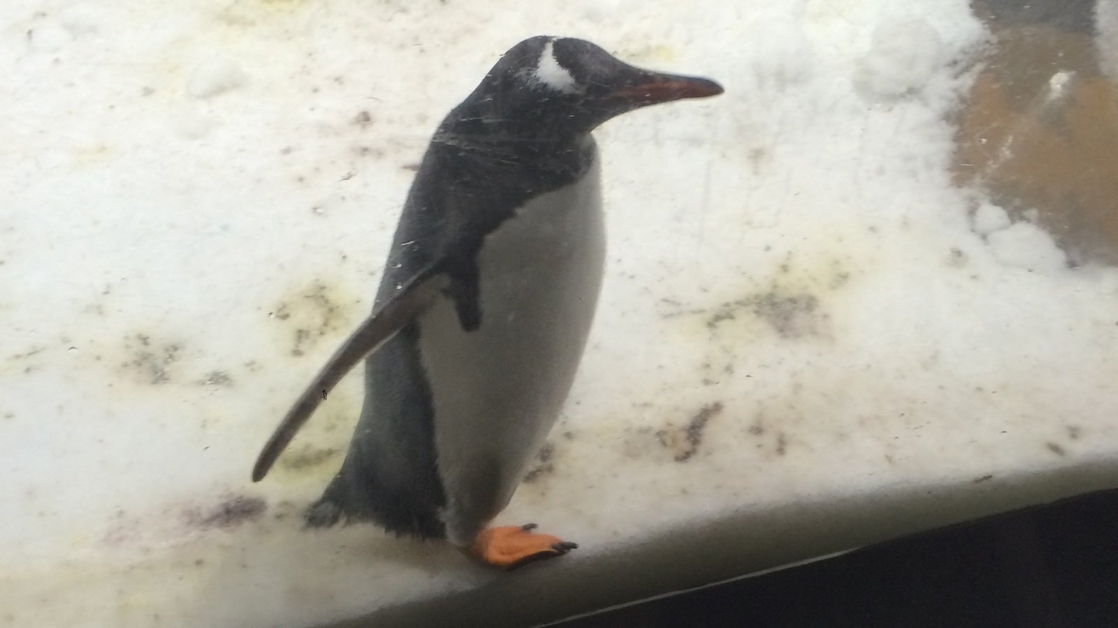 Petition · Penguins don't belong in aquariums - Australia · Change.org