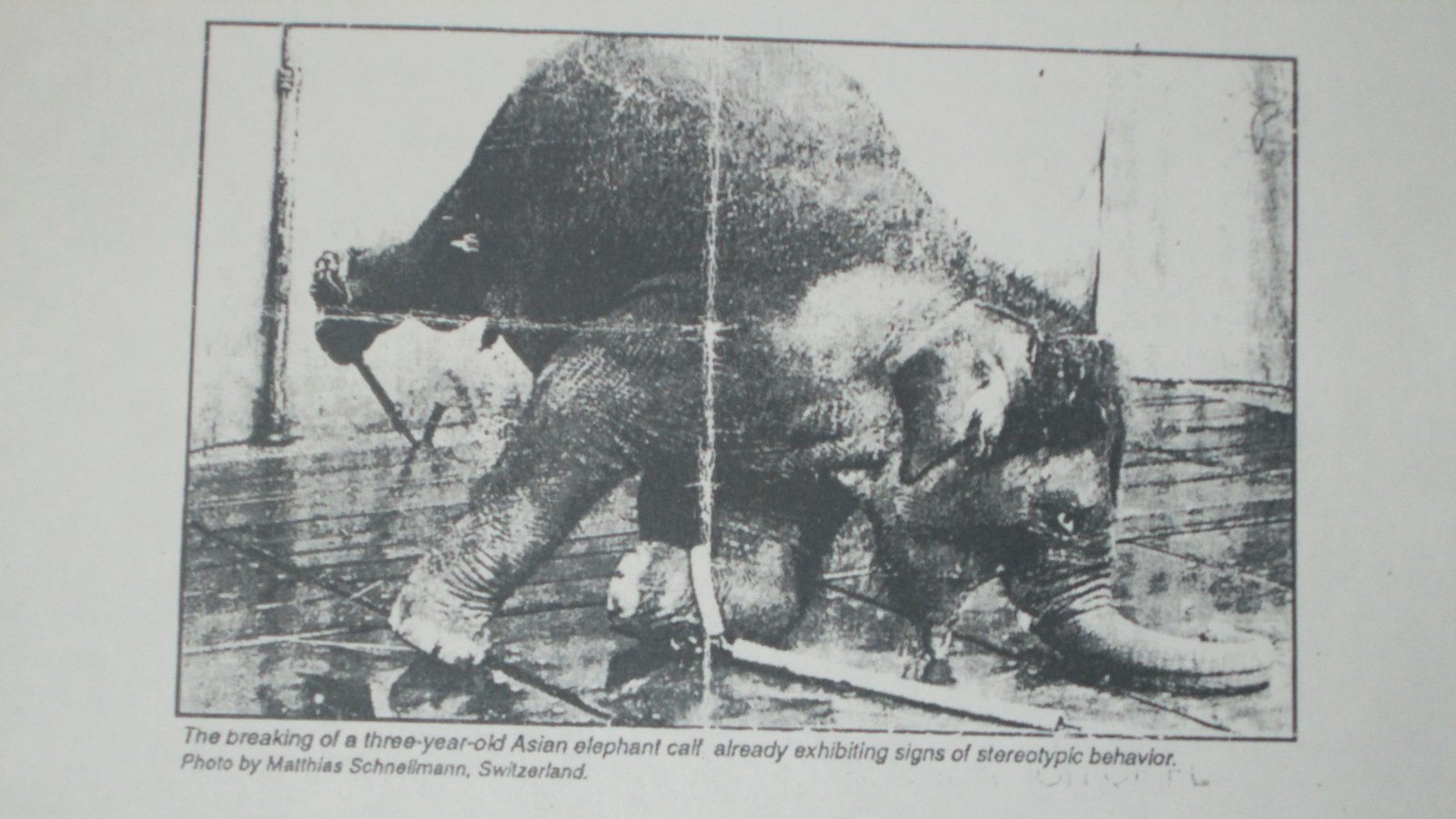 Petition · Abolish Exploitation of Elephants in Florida Circuses and