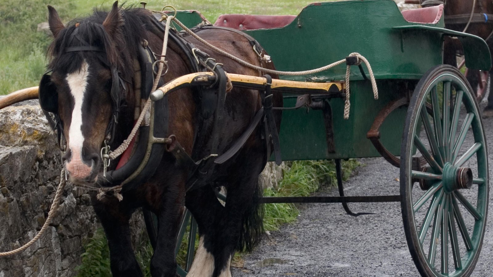 Petition · Stop horse drawn carriage rides in Ireland ·