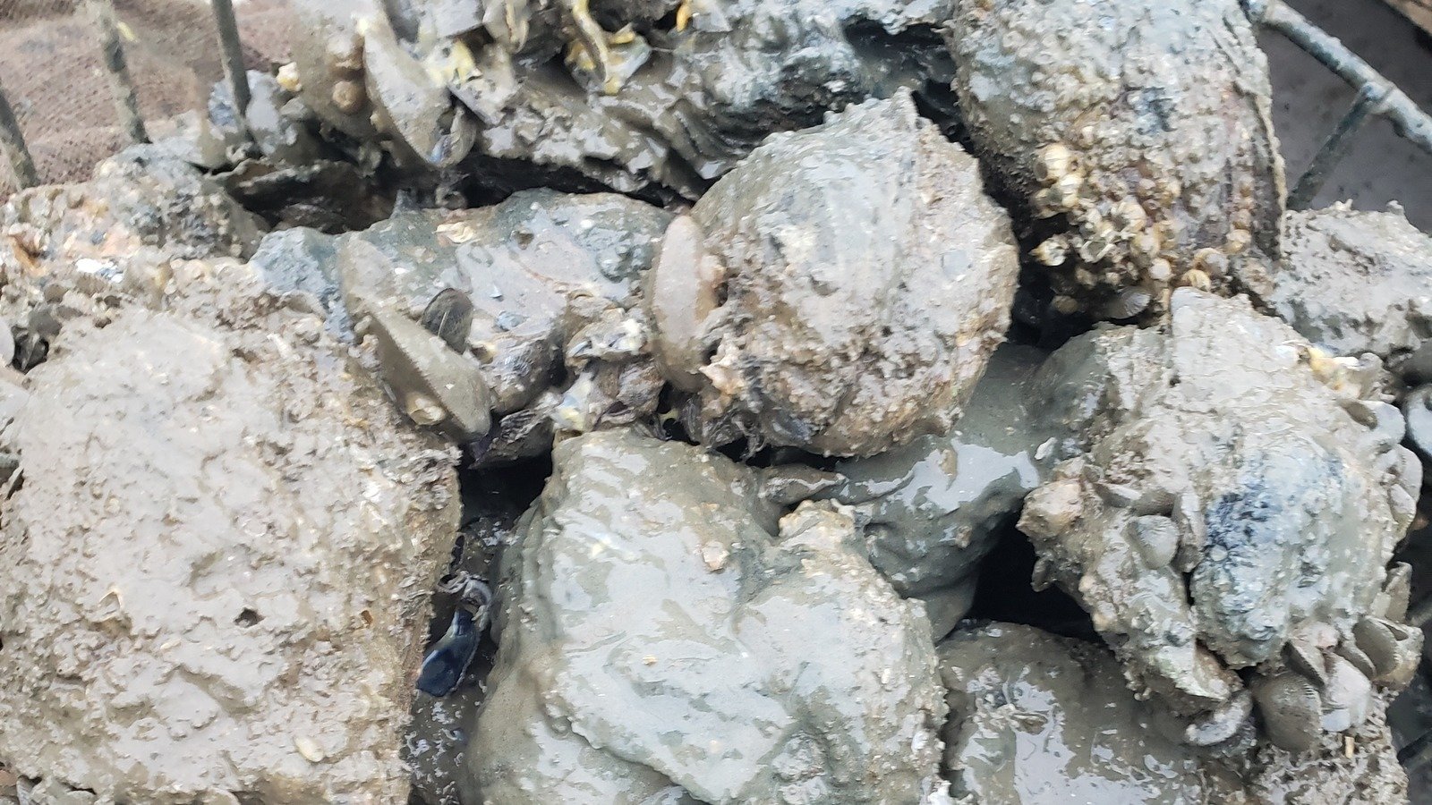 Petition · Open Alabama's Public Oyster Reef United States ·
