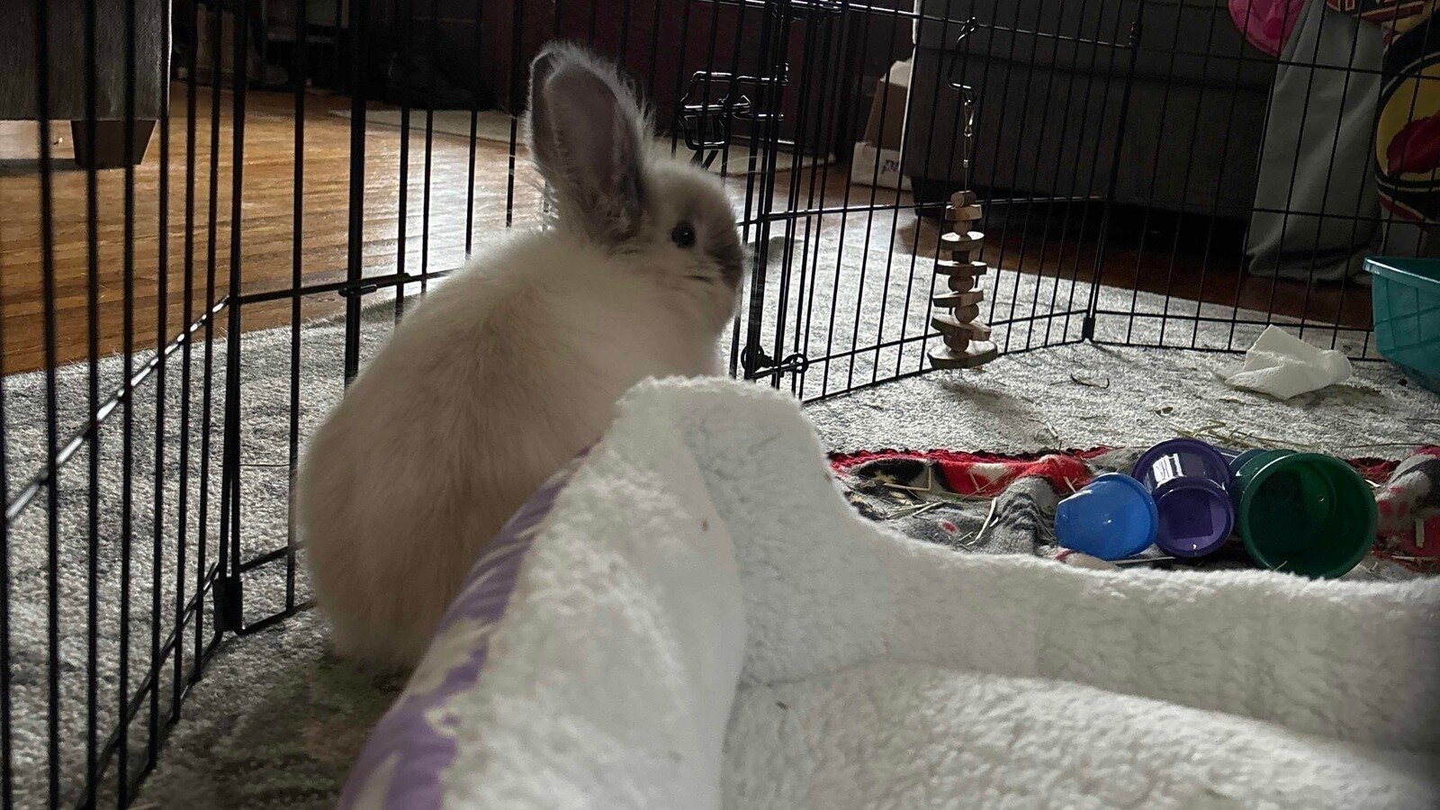 Petition · Help get my sister to rename her rabbit Turnip Head from Howls Moving Castle ·