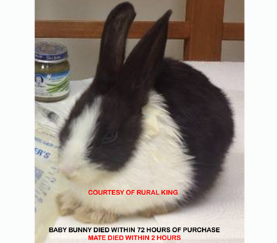 rural king rabbit food
