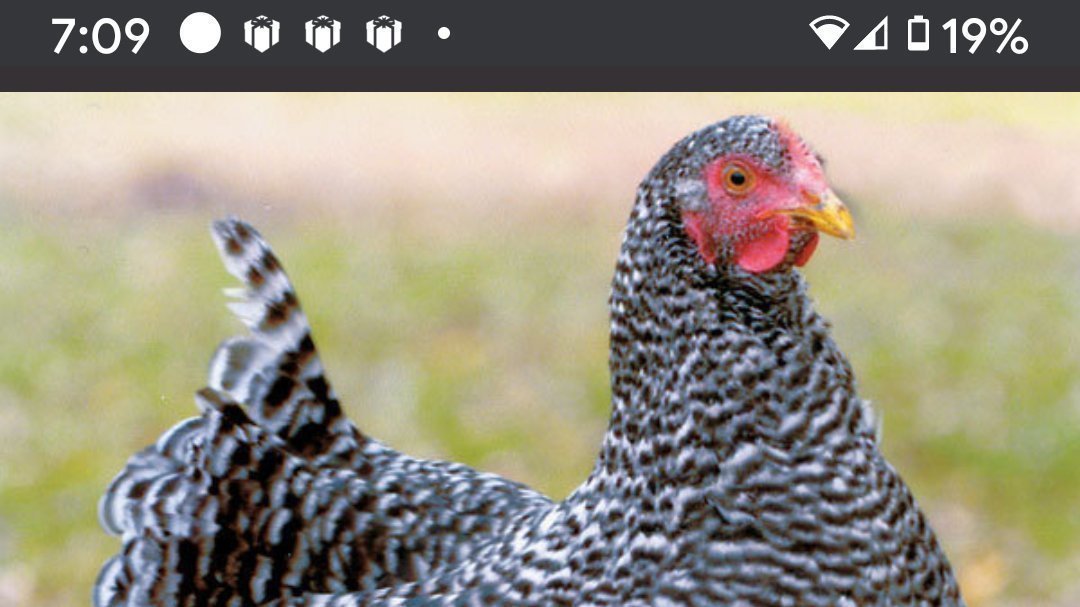 Petition · Allow laying chickens in the city limits United States