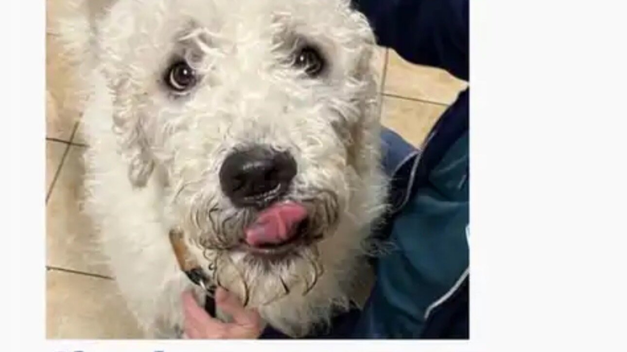 Petition · DEMAND accountability for animal welfare at Multnomah County