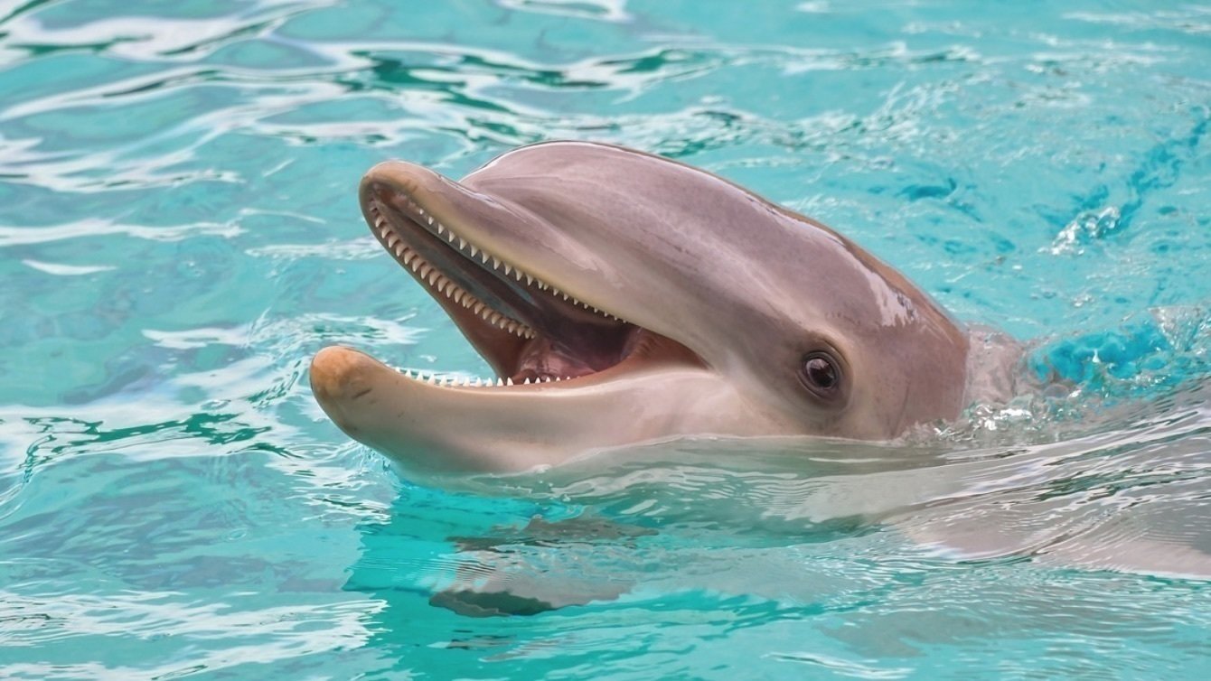 Petition · Help Save Stranded Dolphin, Penguins and Other Animals