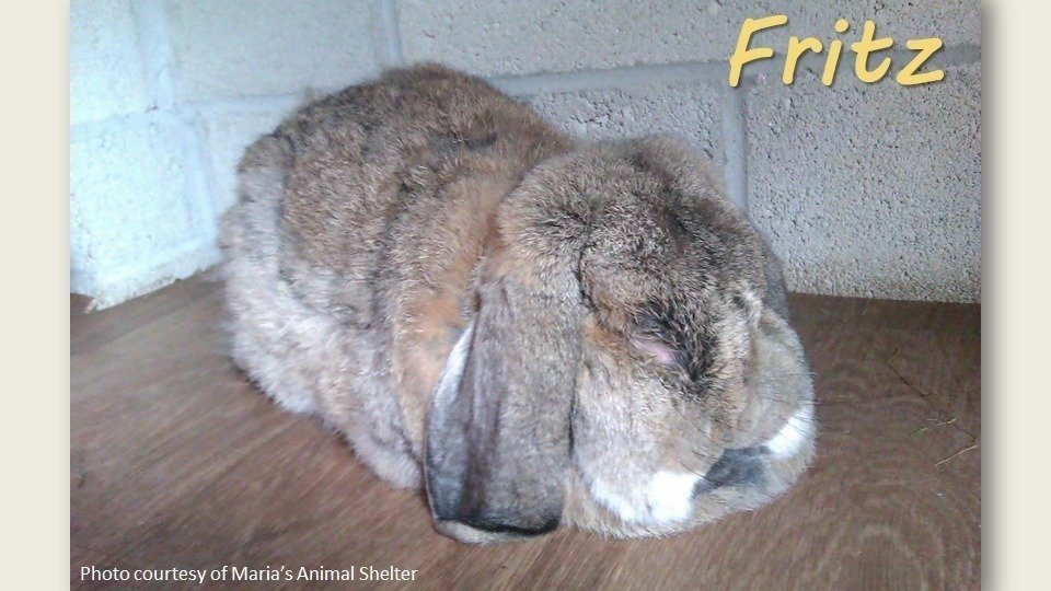 Petition update · Meet Fritz, the rescued stud bunny. · Change.org ...