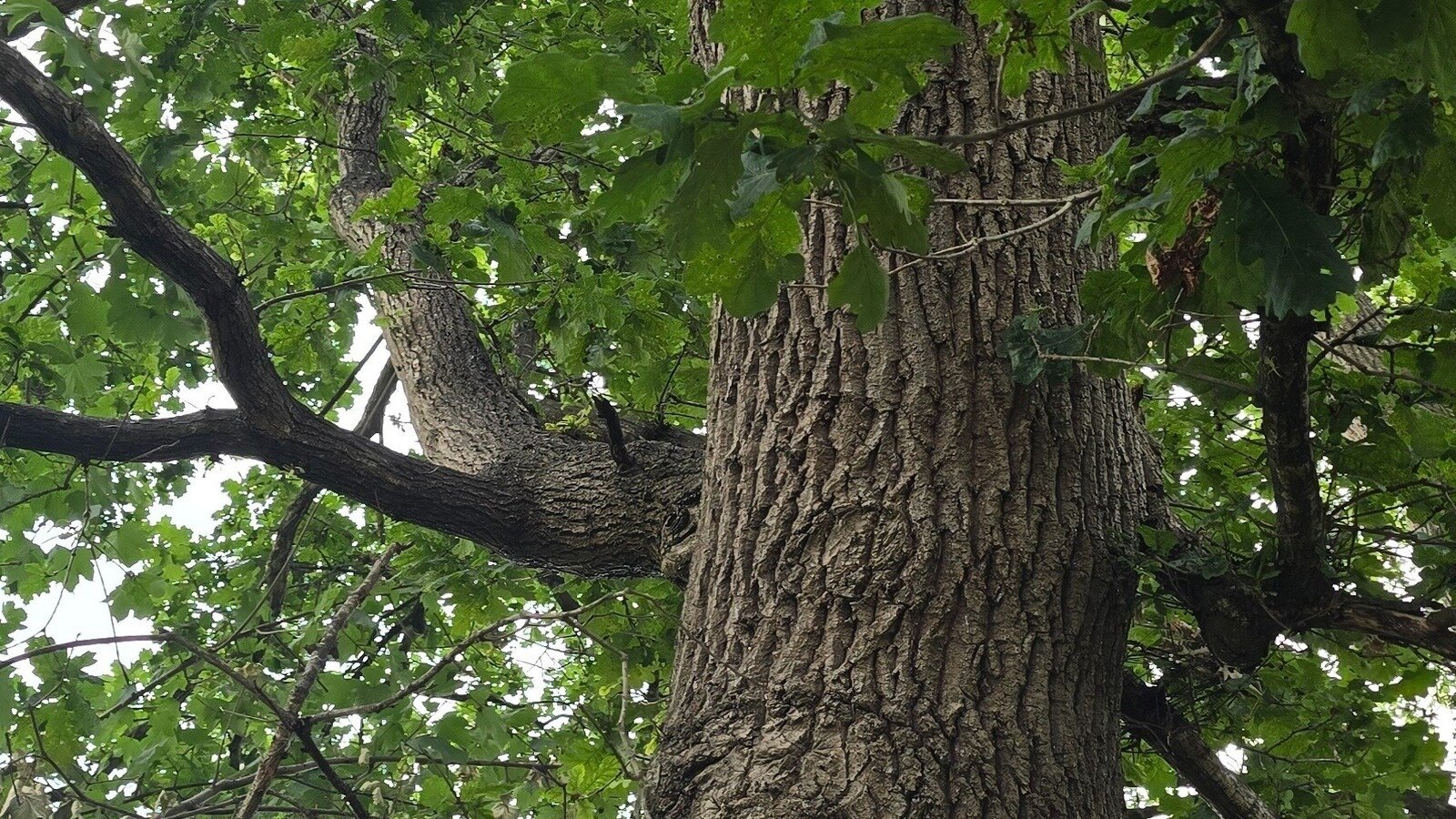 Petition · Save the Ancient Oak Tree from Unjust Felling in Snellgrove ...