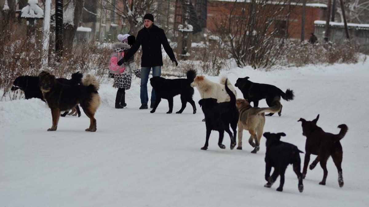 Петиция · Разрешить усыпление бродячих собак в РФ и разработать ...