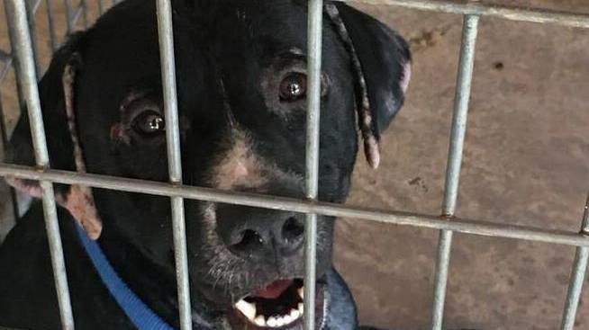 Petition · Van Buren Animal Rescue - United States · Change.org