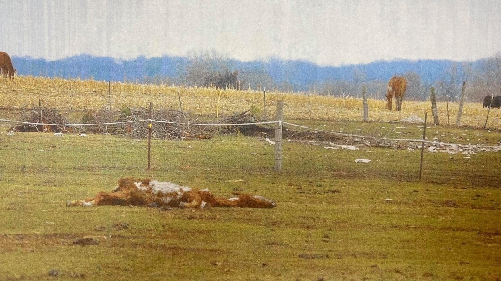 Petition · Dying horses abandoned by owner and local authorities