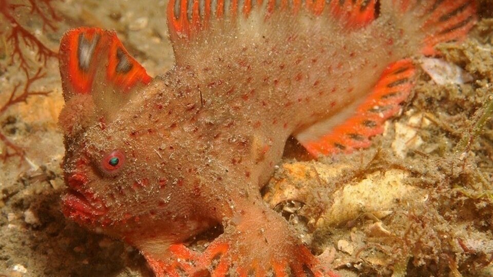 Save Red Fish Petition · Help save the Red Hand Fish - United States · Change.org