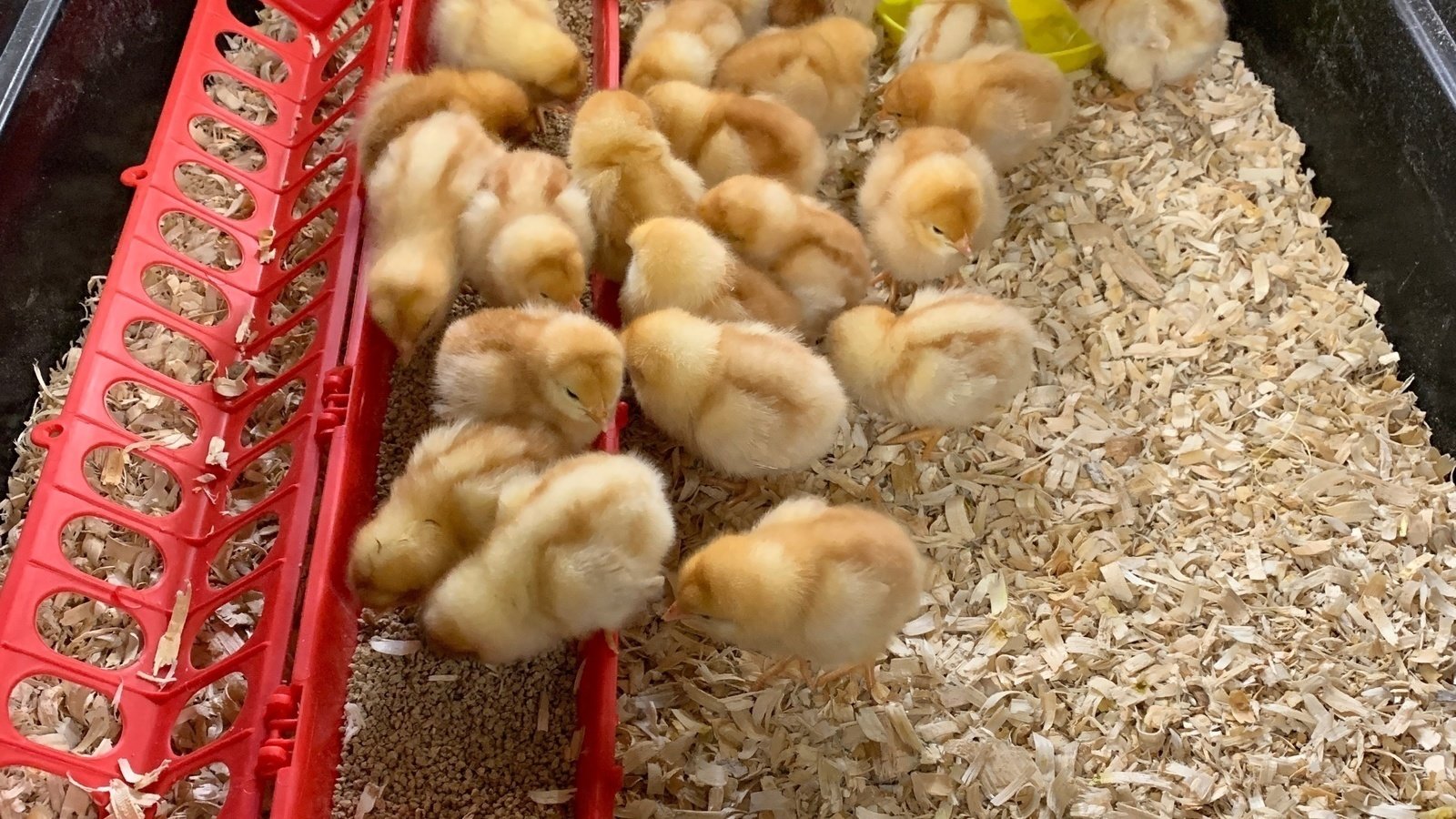 Petition · Change the local ordinance to allow backyard chickens