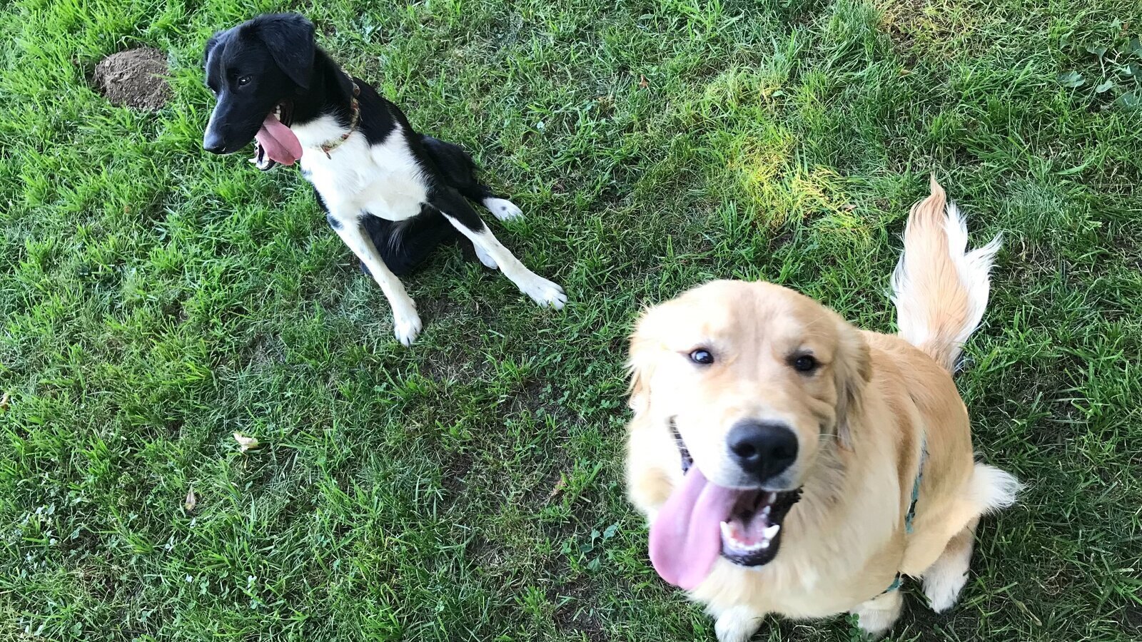 Petition · Save Northgate Dog Park Demolition This Monday Durham