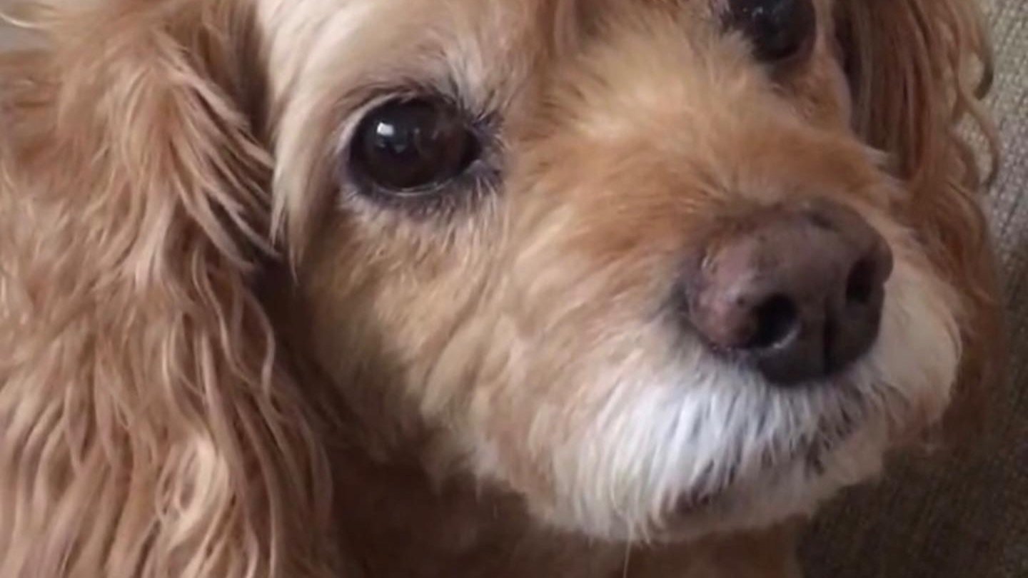 Petition · Allow New Jersey Pet Owners to View Camera Surveillance in