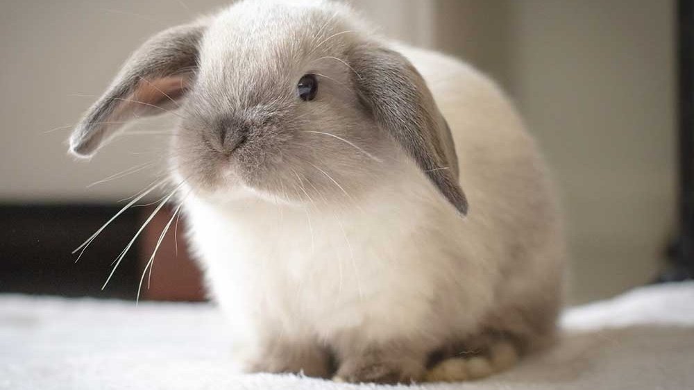 Petition · Legalise Desexed microchipped rabbits in QLD ·